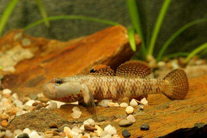 已经有很多人开始吸这种鱼，你却还没有正眼看过它