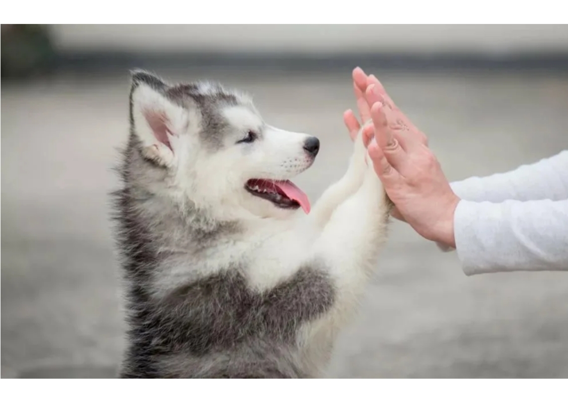 西伯利亚雪橇犬哈士奇和老虎,西伯利亚雪橇犬长毛哈士奇双血统