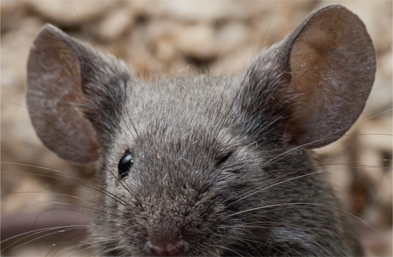 澳大利亚鼠灾泛滥引进猫,猫咪对抗鼠灾