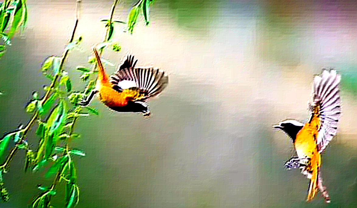 绝句门泊东吴万里船是什么意思,东吴万里船的泊是什么意思