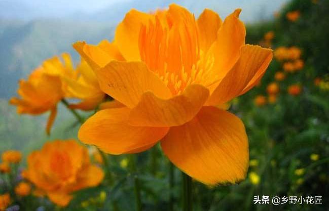 金莲花药用功效与作用,金莲花的奇特功效