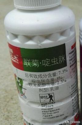 杜鹃花病虫危害大解决措施,杜鹃花有红蜘蛛病虫害图片