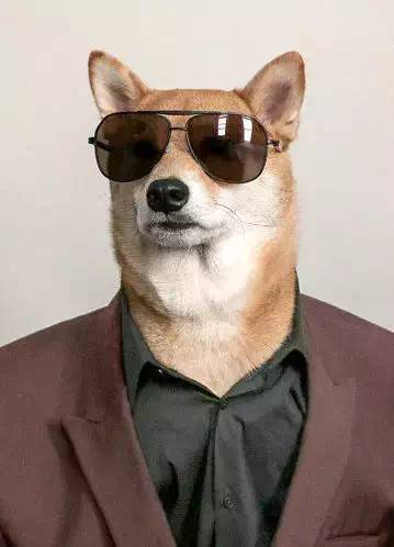 西装犬模丨美国纽约一条月入九万的狗