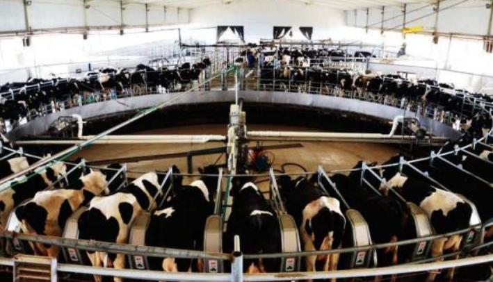 比利时肌肉牛：人类改造的畸形产物，这样的牛肉，敢吃吗？