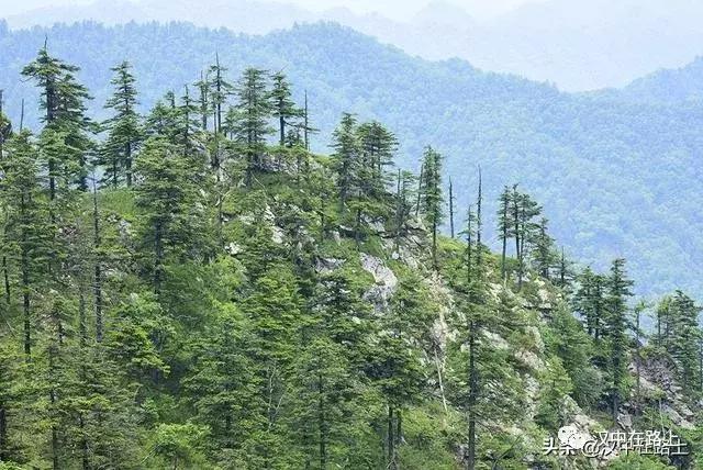 探秘汉中,汉中一村子窜入野生羚牛