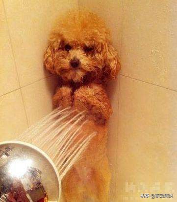 狗狗不愿意洗耳朵怎么做,狗狗不愿意去宠物店洗澡怎么办