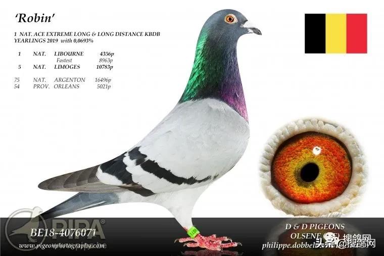 冠军鸽王家族:“罗科”（Rocco）黄*血金**系