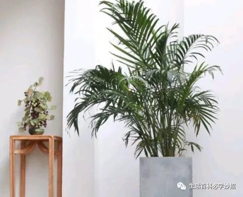 室内绿植加湿净化空气的方法,加湿器跟绿植哪个去甲醛效果好