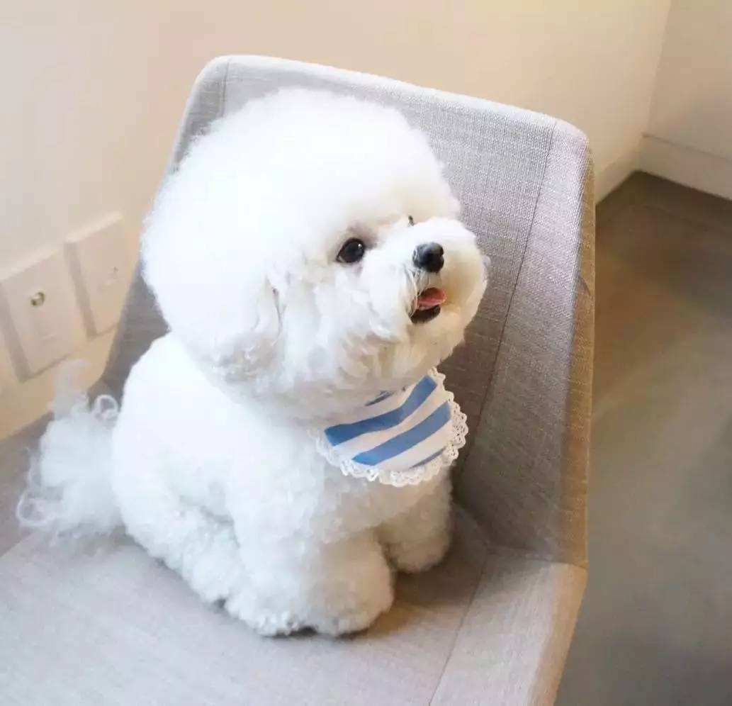 又温顺又适合孩子养的小狗,能抱的小狗狗可以养哪些