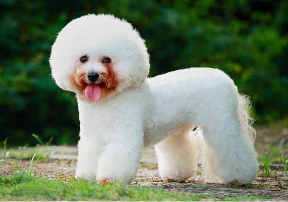 比熊犬有泪痕怎么去除,比熊犬泪痕怎么清除