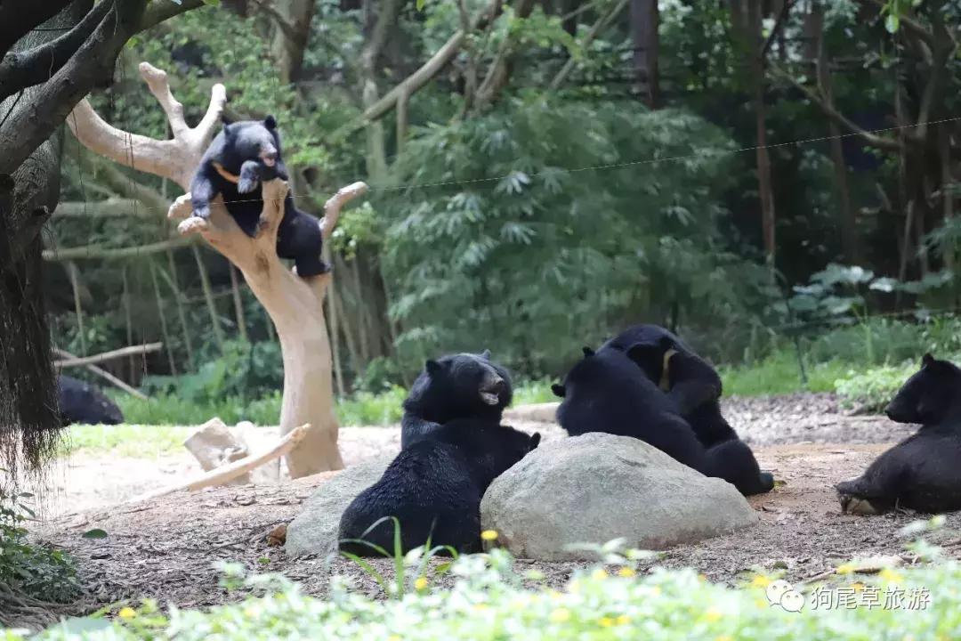 广州长隆旅游攻略野生动物园,广州长隆野生动物世界旅游攻略