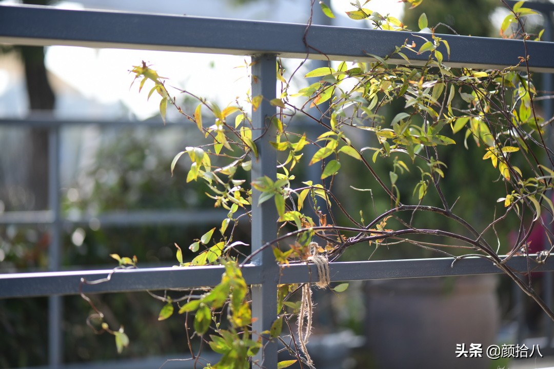 就趁现在，花园最忙碌的季节|园丁