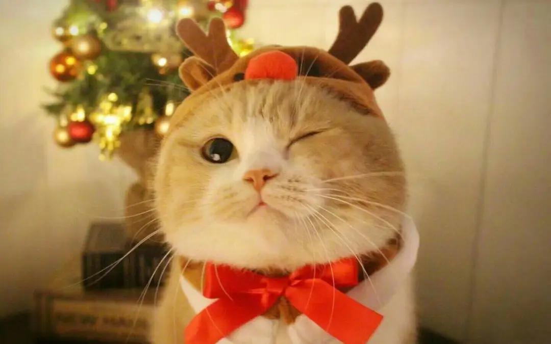 关于报到证你了解多少,报到证作用及解读