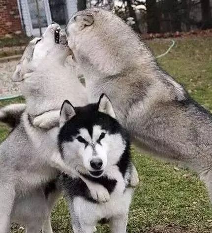 什么狗能打得过二哈,一群狗打二哈吓腿软