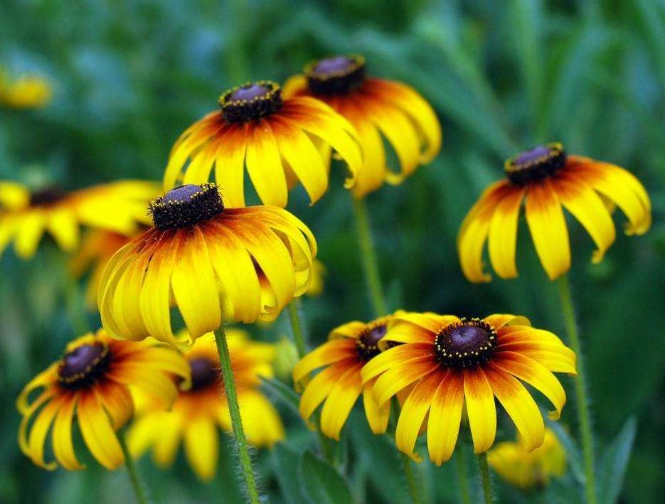 黑心菊开花持续时间,黑心菊冬天如何催花