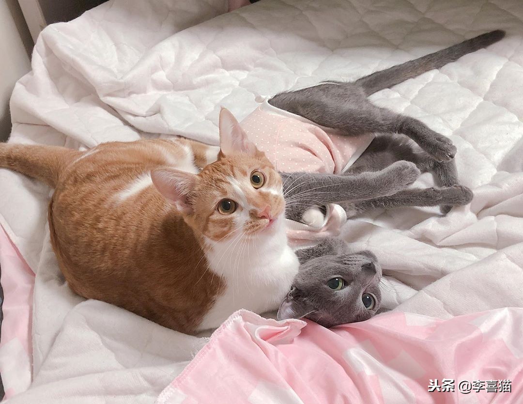 铲屎官出门后猫咪都在想什么呢,铲屎官准备外出