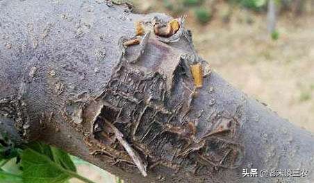 老苹果树嫁接后树干的干腐病咋办,二年生苹果树腐烂病和干腐病防治