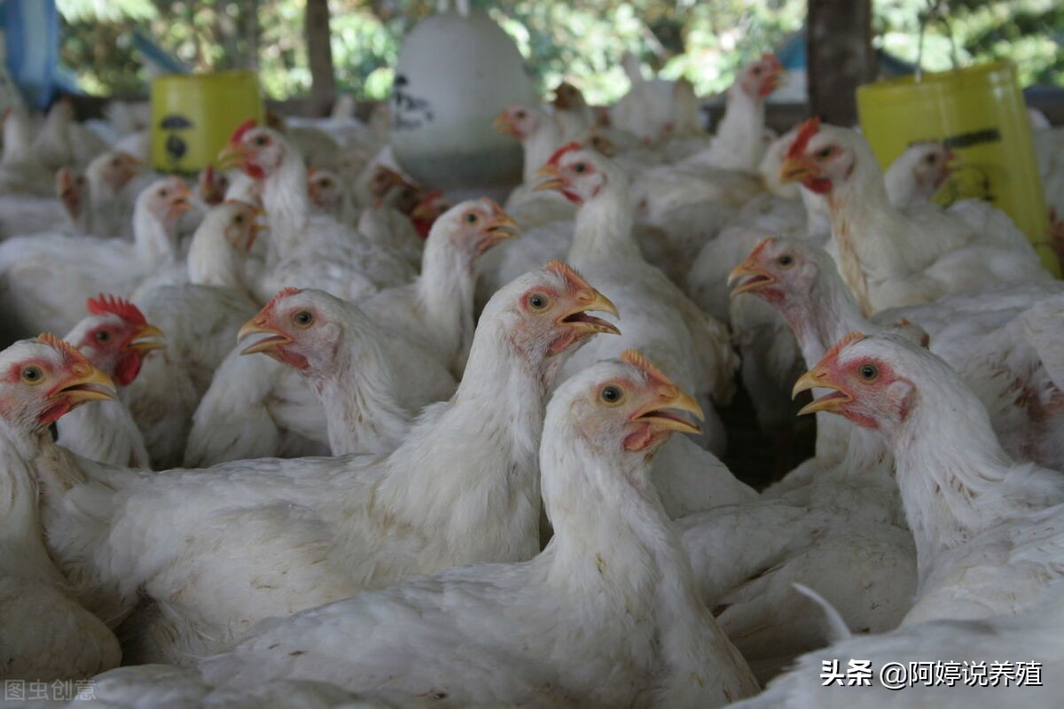 肠炎很严重可能会导致什么病症,肠炎的常见三大症状吃啥药