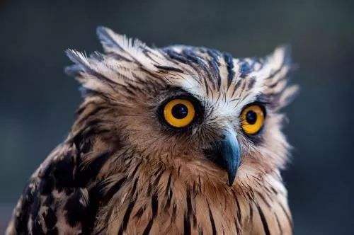 笠翁对韵启蒙经典,笠翁对韵国学启蒙