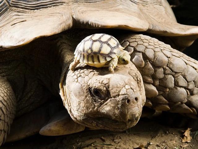 岁月是把杀猪刀？龟的成长中谁的变化大