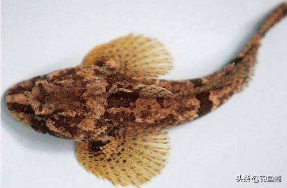 凶猛虎头鱼,虎头鱼特性