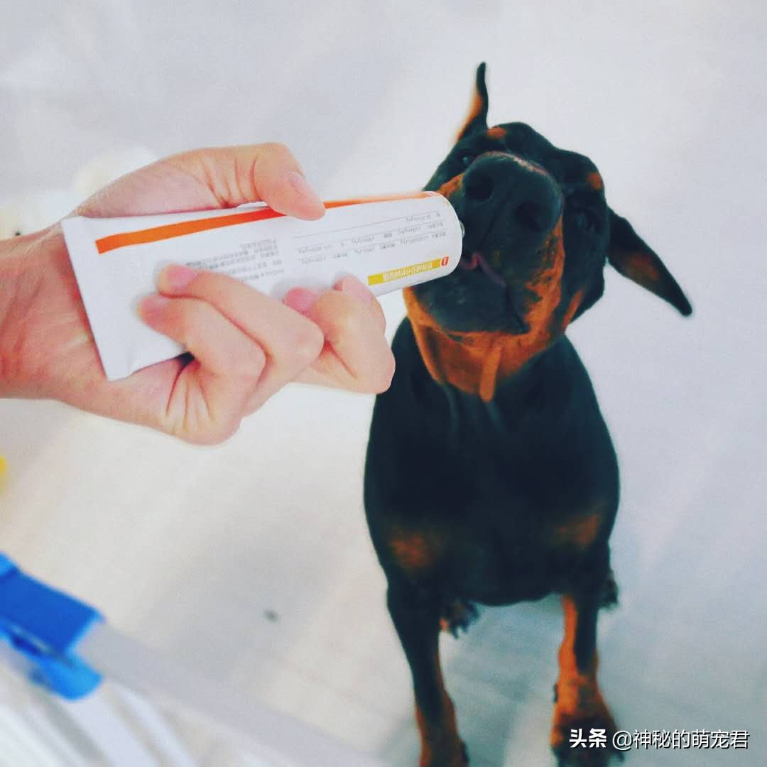 reddog红狗猫粮测评,reddog红狗鱼油美毛膏