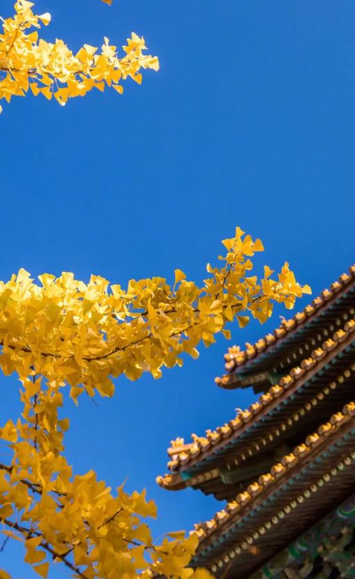 秋词哪句诗句是描写秋景的,欣赏古诗词秋词