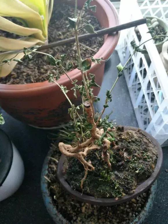 花儿蔫得快怎么回事,花儿都蔫儿了怎么办