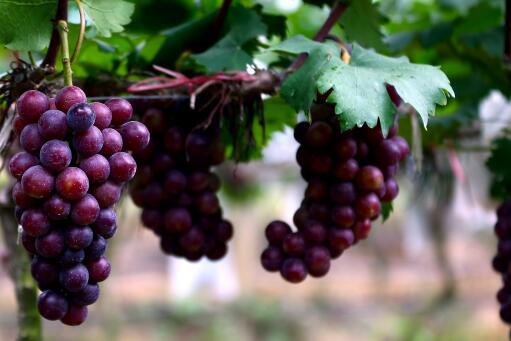 天价葡萄,天价青印葡萄