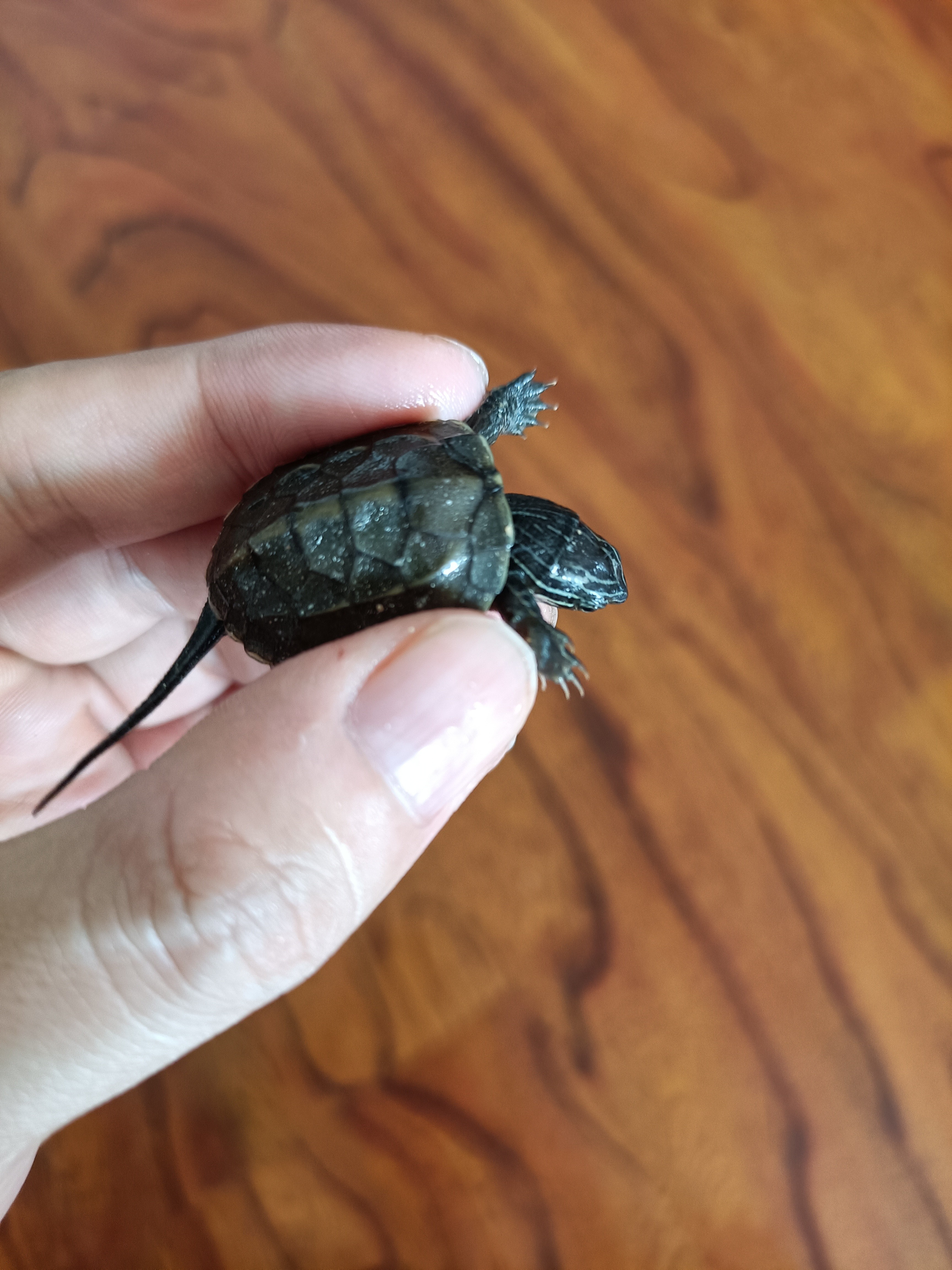 龟蛋孵化出壳怎么养,家养乌龟龟蛋用沙子怎么孵化