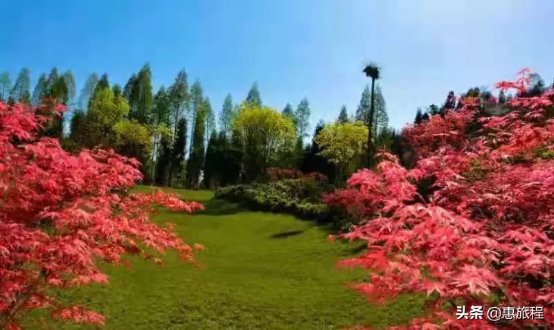 成都红枫打卡地,川西红枫岭团购