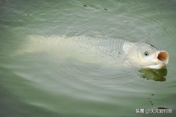 野钓草鱼河流选择钓位,江河选什么钓位能钓到草鱼和鲢鳙