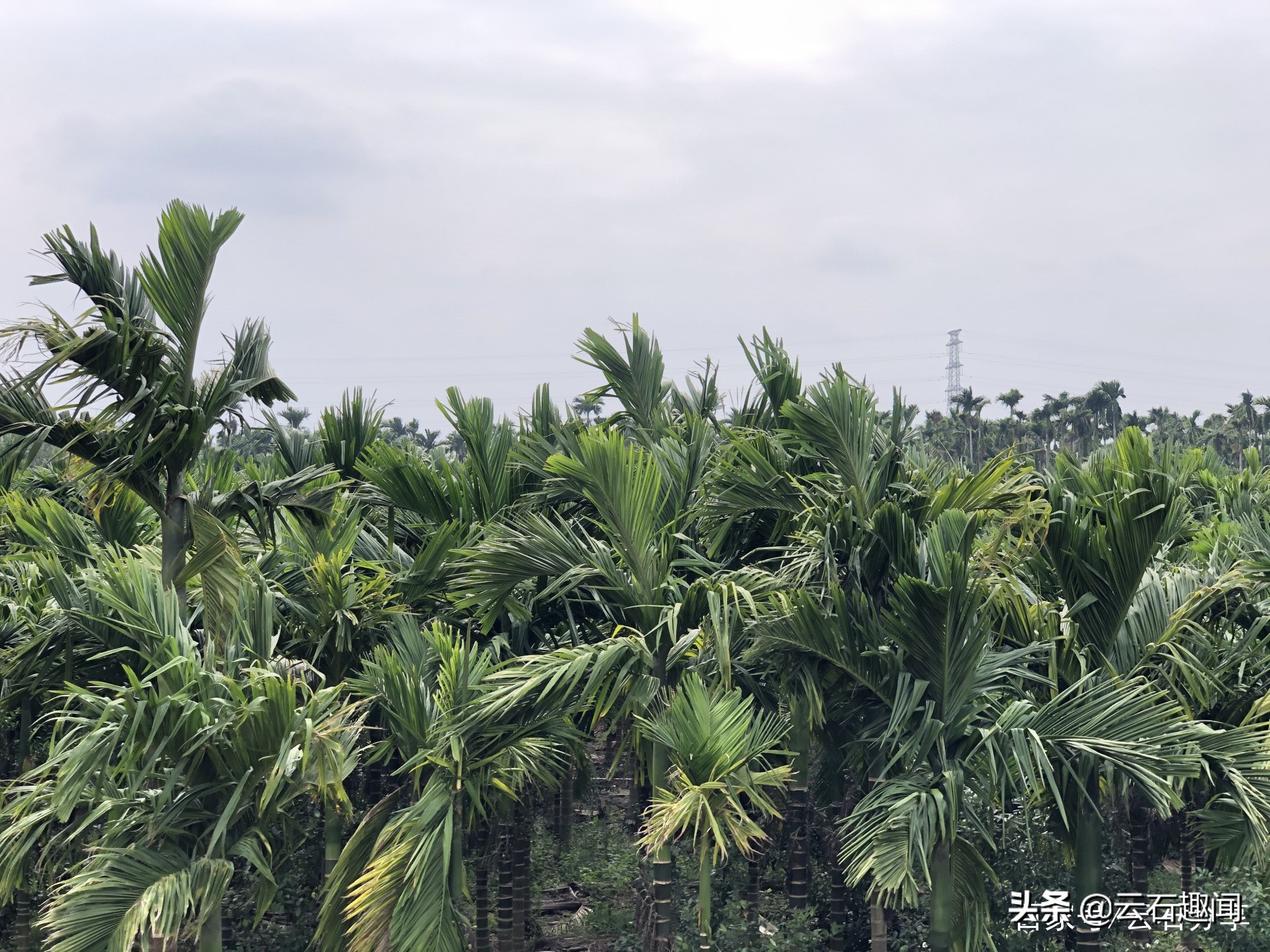 海南最畅销的槟榔 (海南畅销的槟榔)