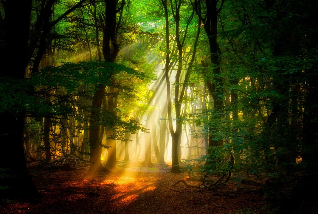 圣女贞德的悲惨一生,人活着一定要有责任感