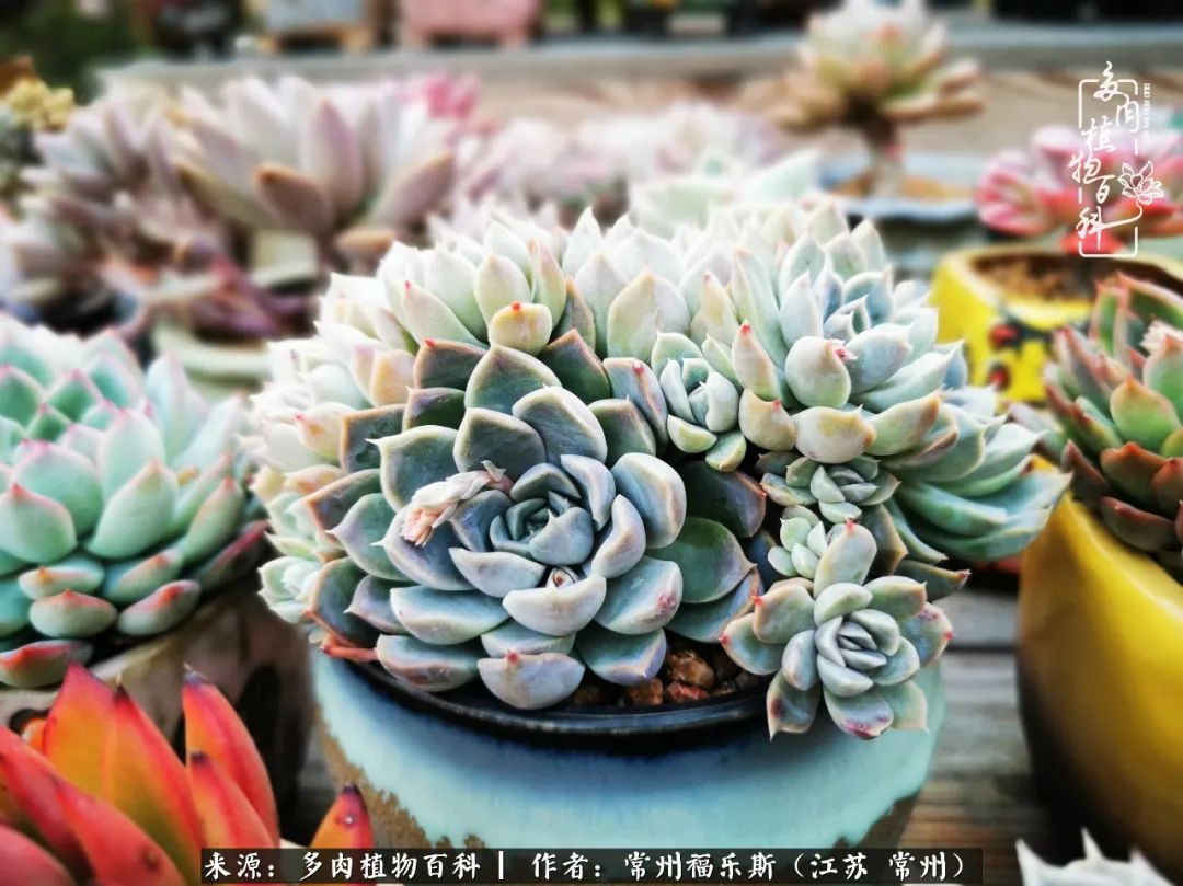 多肉是一处景物吗,多肉也有一道靓丽的风景