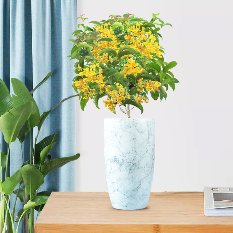 适合邻居养的十种花,养这7种花大人小孩都能养好