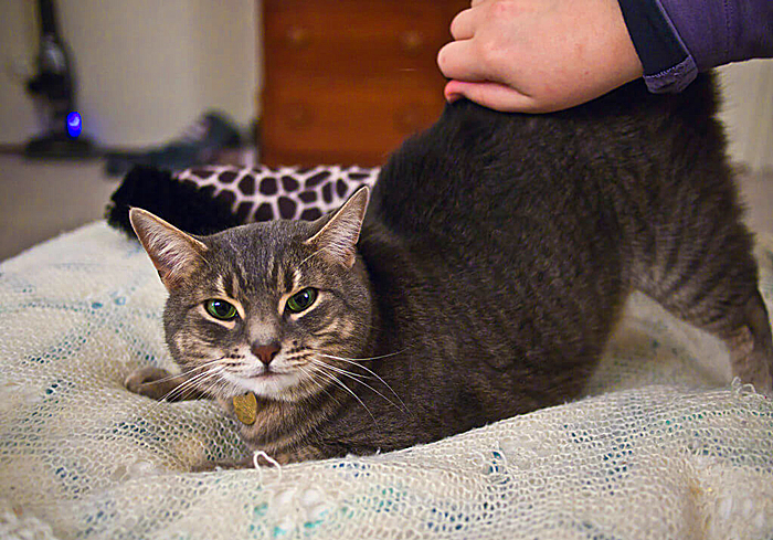 带猫咪回家过年猫咪害怕怎么办,过年带猫回家猫咪特别害怕怎么办