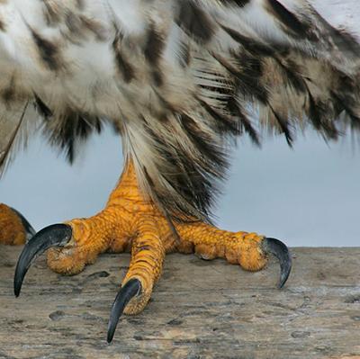 动物进化装备大全,食肉动物大对决