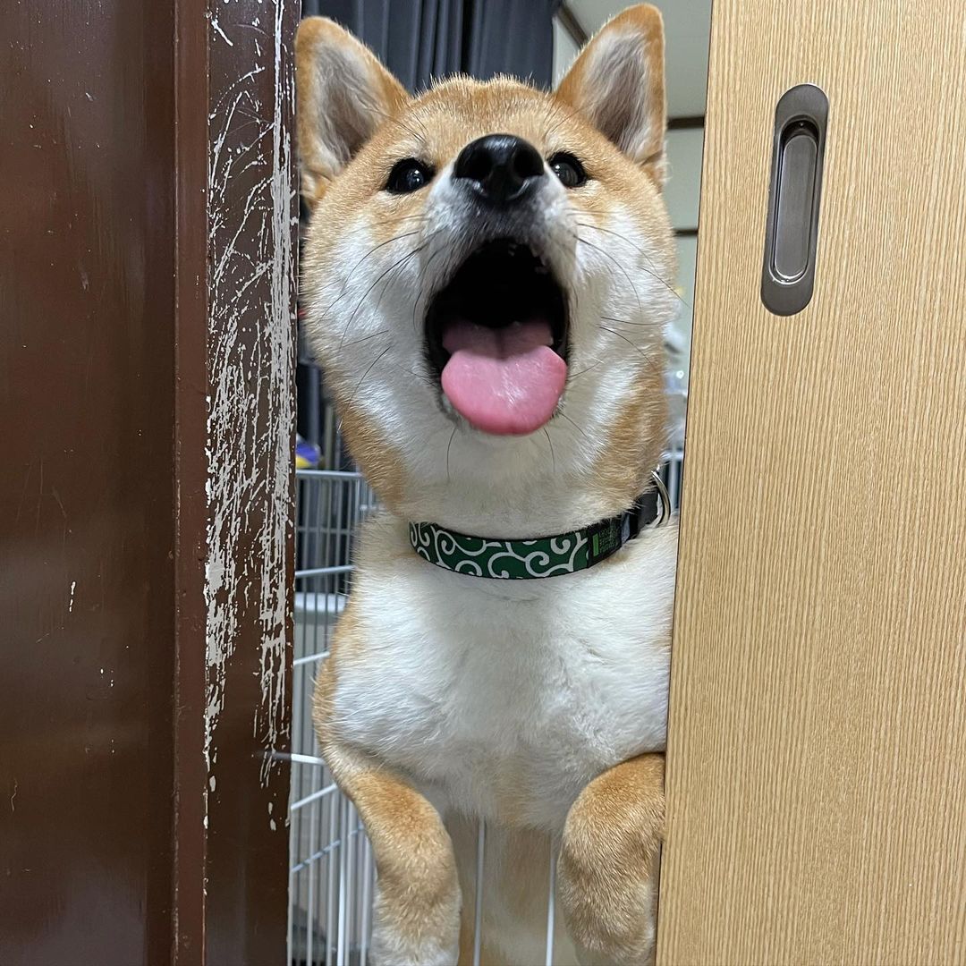 犬证办理,犬证办理流程网上