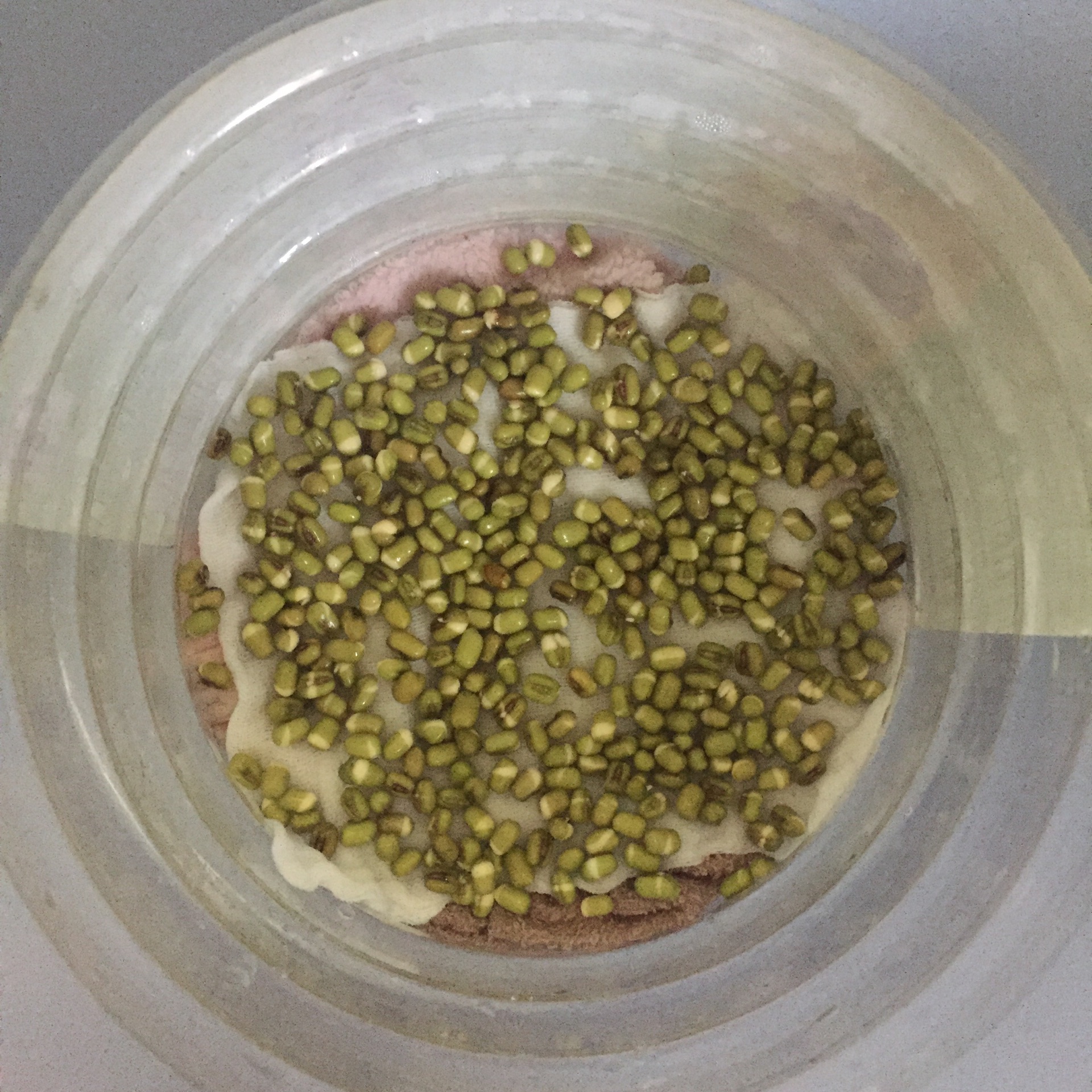 想吃豆芽何必出去买在家就能搞定,想吃豆芽怎么弄啊