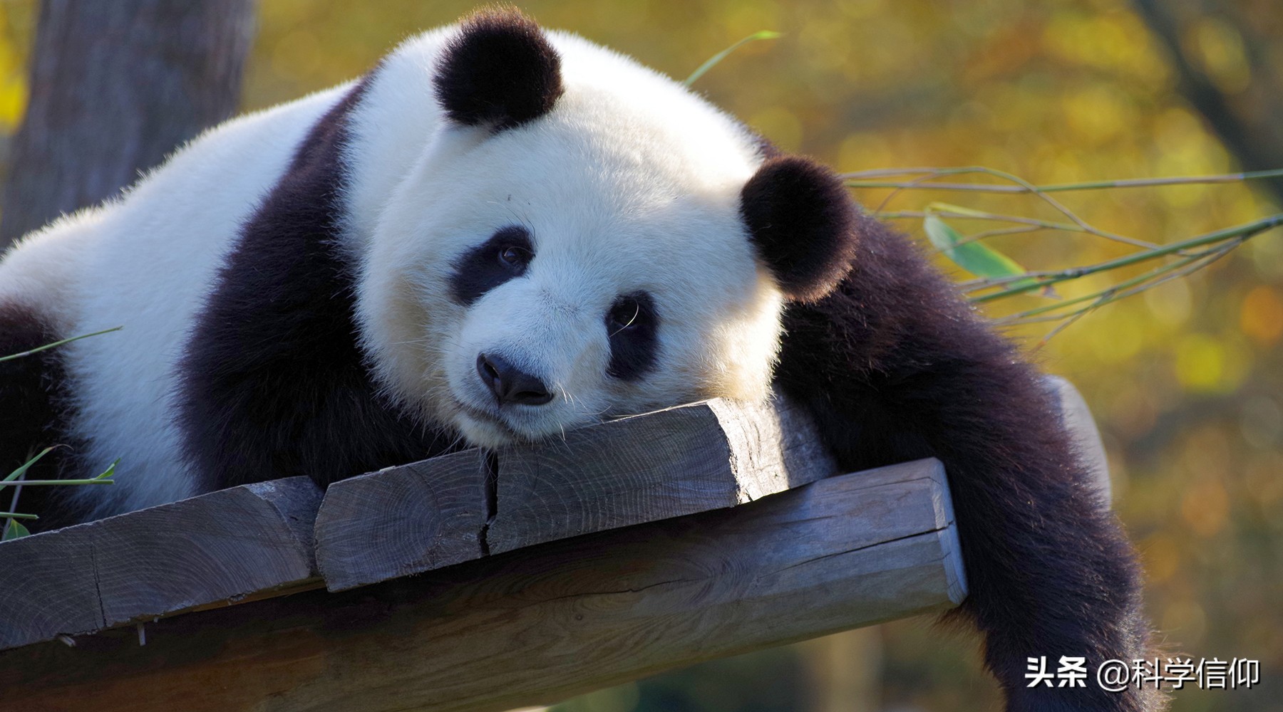 通过化石还原动物,化石能复活吗