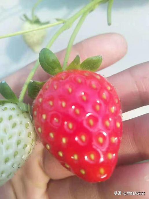 盆栽草莓怎么打红蜘蛛,盆栽草莓长了红蜘蛛怎么治