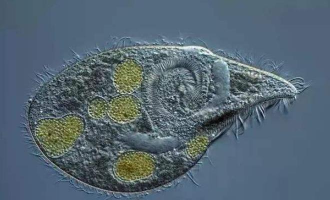 工厂化对虾纤毛虫怎么预防,养殖日本对虾需定期下纤毛虫药吗