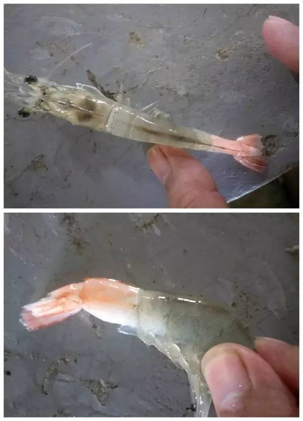 对虾感染孢子虫用什么药治疗好,对虾感染孢子虫麻点多吗