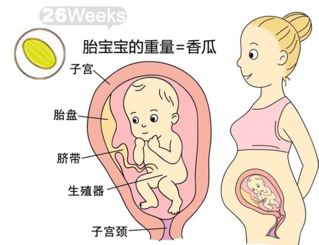 1-40周胎儿发育全过程孕妈妈必看,孕1-40周胎儿发育过程