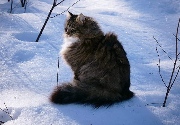 芬兰居民”云养“霸王猫，观其壮硕体型，网友感慨：这是熊吧？