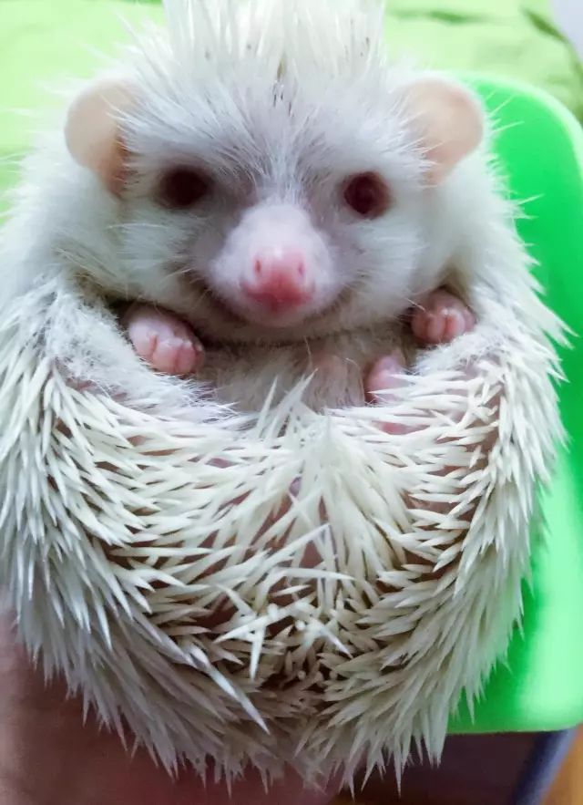 养狗养猫养兔子哪个好,养猫和养狗熊哪个更好