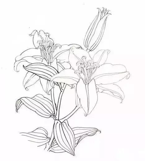 工笔百合花朵设色步骤,工笔重彩油画百合