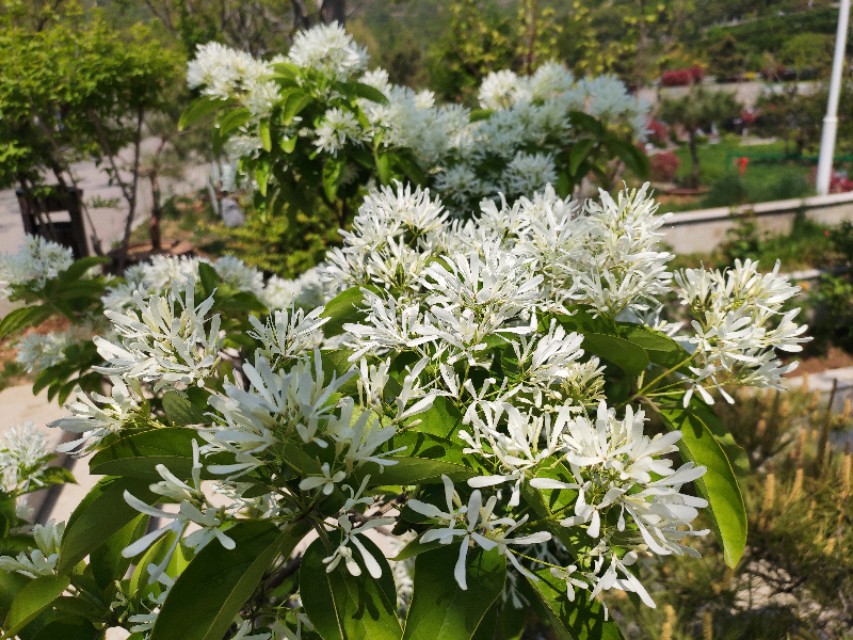 流苏的真面目,现实中的流苏