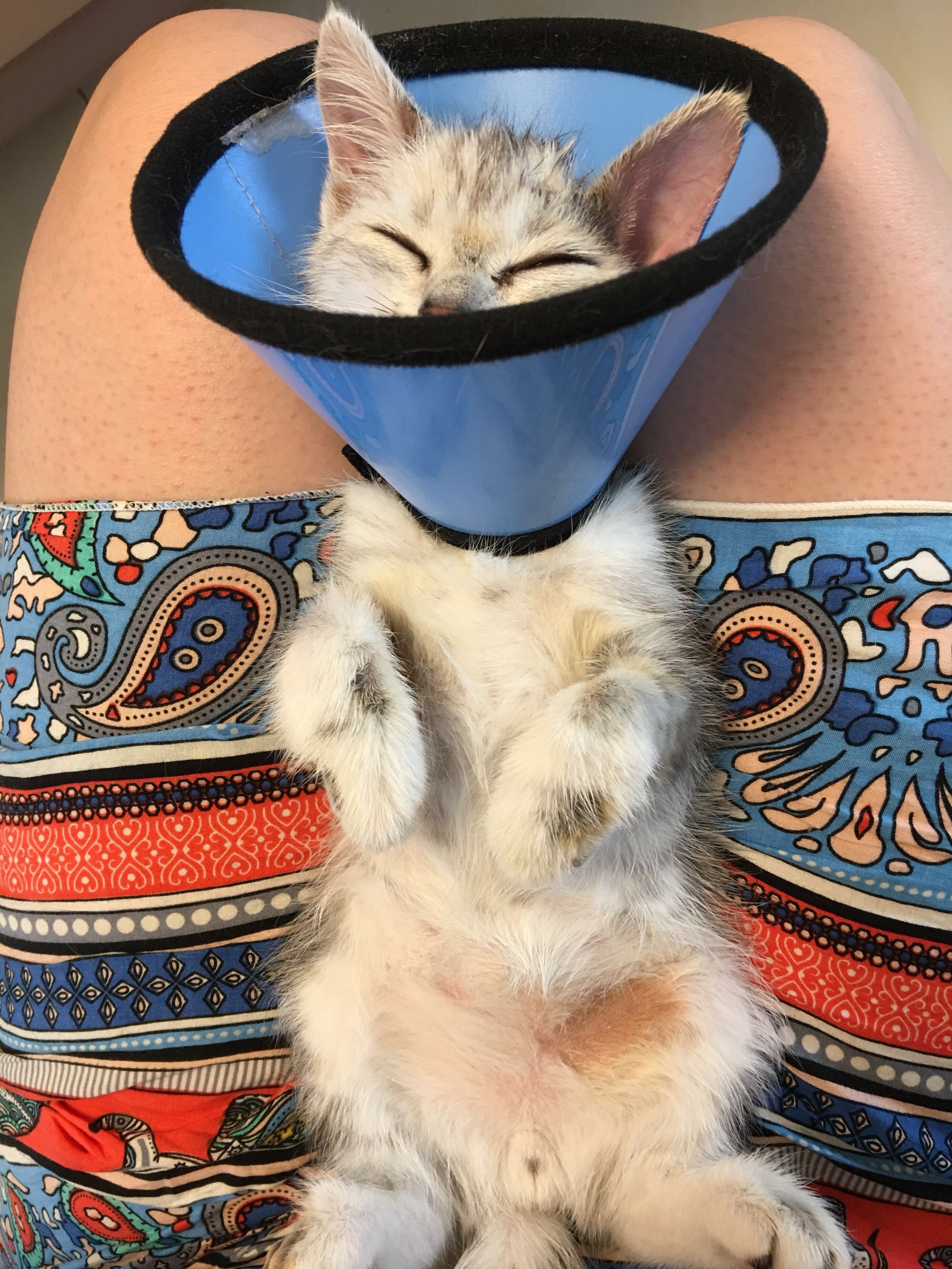 猫藓不可怕，对抗它需要的不仅仅是药物，更需要时间与耐心